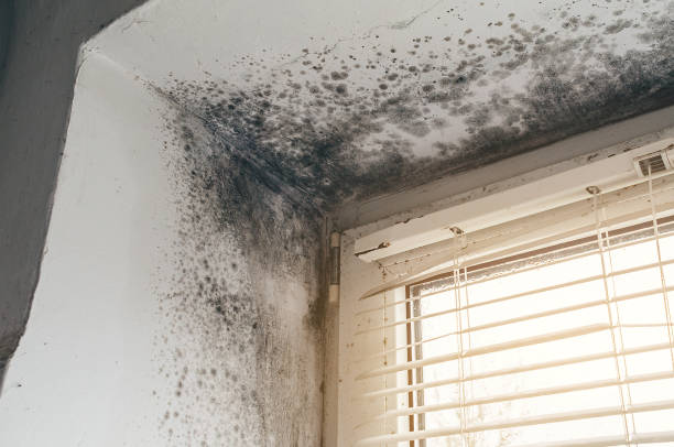 Affordable Mold Removal solutions in Alberta, VA